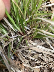 Carex reznicekii
