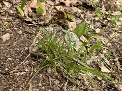 Carex reznicekii