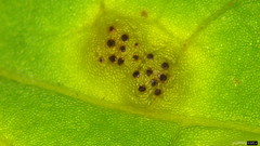 Puccinia cymbiformis
