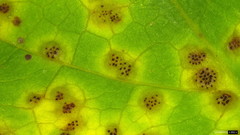 Puccinia cymbiformis