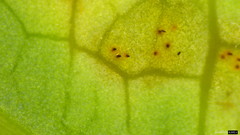 Puccinia cymbiformis