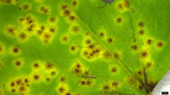 Puccinia cymbiformis