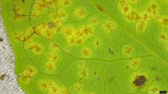 Puccinia cymbiformis