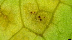 Puccinia cymbiformis