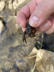 Cambarus carinirostris