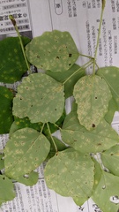 Puccinia cymbiformis