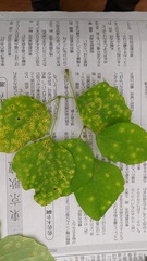 Puccinia cymbiformis