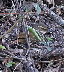 Syndactyla rufosuperciliata