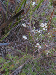 Cryptandra hispidula