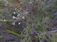 Cryptandra hispidula