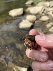 Cambarus carinirostris