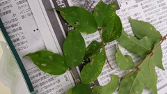 Puccinia kusanoi