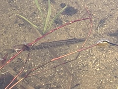 Esox americanus