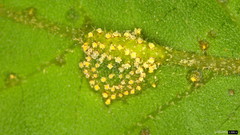 Puccinia kusanoi