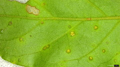 Puccinia kusanoi