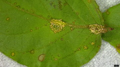 Puccinia kusanoi