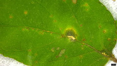 Puccinia kusanoi