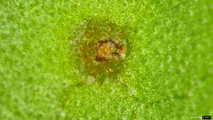 Puccinia kusanoi