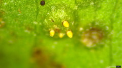 Puccinia kusanoi
