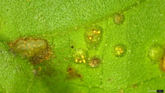 Puccinia kusanoi