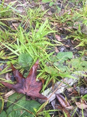 Polypremum procumbens image