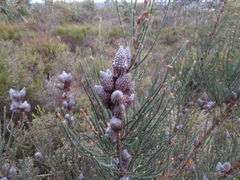 Allocasuarina striata