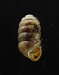 Pupilla blandii