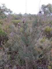 Allocasuarina striata