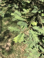 Taxaceae