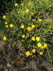 Fumana thymifolia