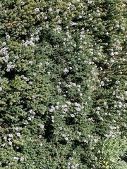 Thymus vulgaris