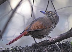 Syndactyla rufosuperciliata