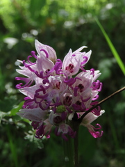 Orchis simia