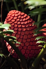 Encephalartos ferox ferox