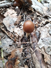 Gymnopus ocior