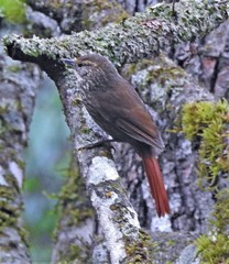 Syndactyla rufosuperciliata