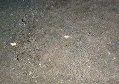 Scophthalmus rhombus