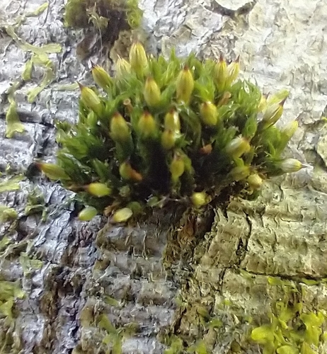 Image of Orthotrichum stramineum by no rights reserved