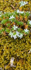 Arenaria querioides