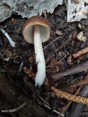 Gymnopus ocior