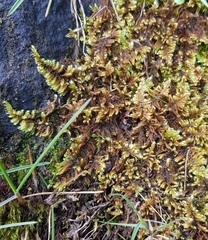 Ctenidium molluscum
