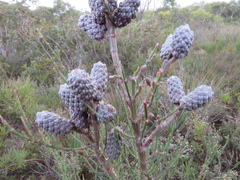 Allocasuarina striata