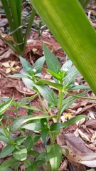 Catharanthus pusillus