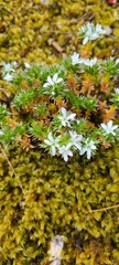 Arenaria querioides