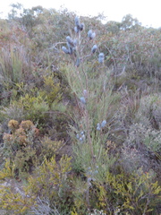 Allocasuarina striata