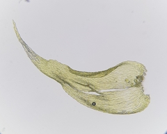 Ctenidium molluscum