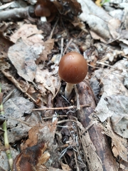 Gymnopus ocior