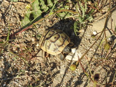 Testudo graeca ibera