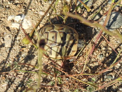 Testudo graeca ibera