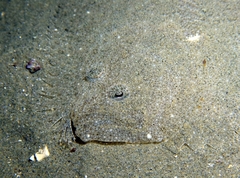 Scophthalmus rhombus